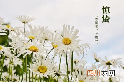 惊蛰节气出生的属虎人命运怎么样好不好？