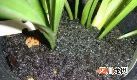 敌敌畏烧叶子怎么解药害