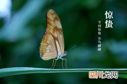 惊蛰节气出生的生肖属龙的人命运解析