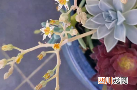 买花送的肥料可以用吗