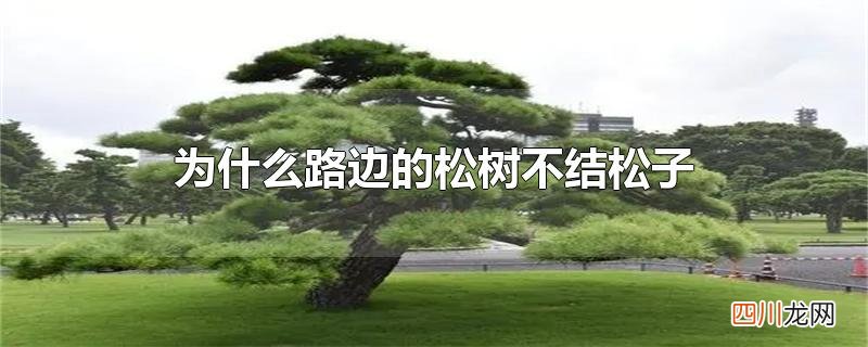 为什么路边的松树不结松子