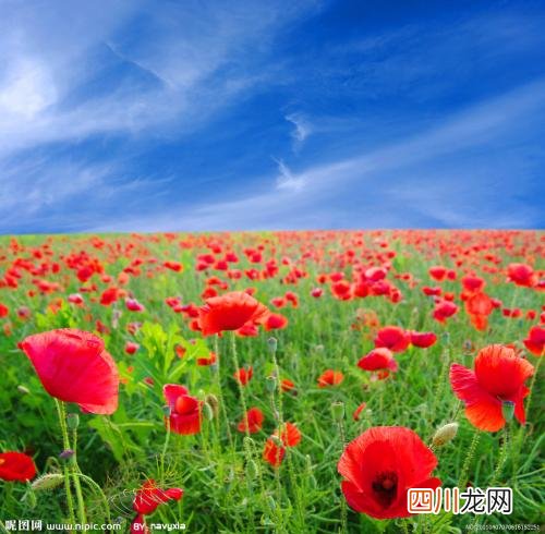 卫生间瓷砖发黄怎么洗