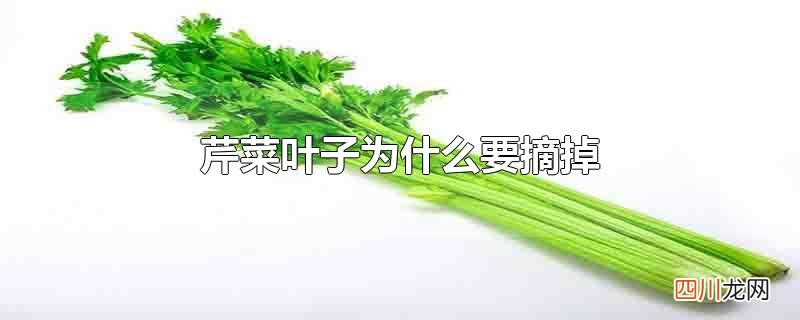 芹菜叶子要弄掉吗 芹菜叶子为什么要摘掉