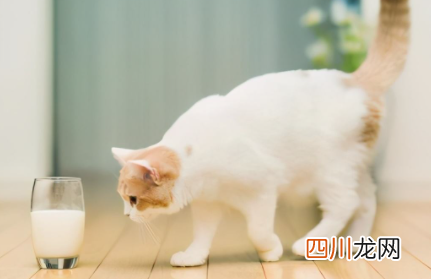猫咪吃蜂蜜会死吗