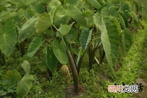 芋头的功效与作用-食用方法及禁忌