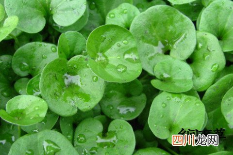 金钱草的功效与作用及用法