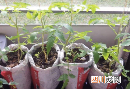 浇完花托盘里的水用倒掉吗