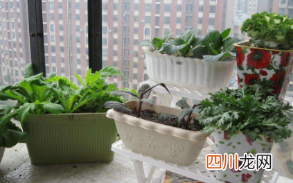 花盆托盘里有水好吗