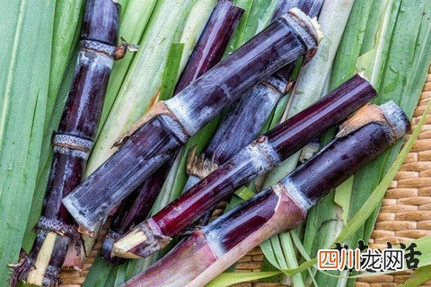 甘蔗的功效与作用-食用方法及禁忌