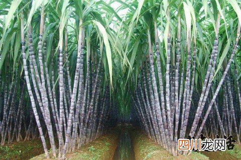 甘蔗的功效与作用-食用方法及禁忌
