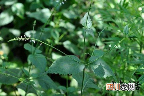 透骨草的功效与作用-食用方法及禁忌