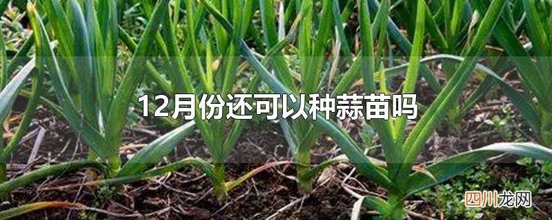 十一月份还能种大蒜吗 12月份还可以种蒜苗吗