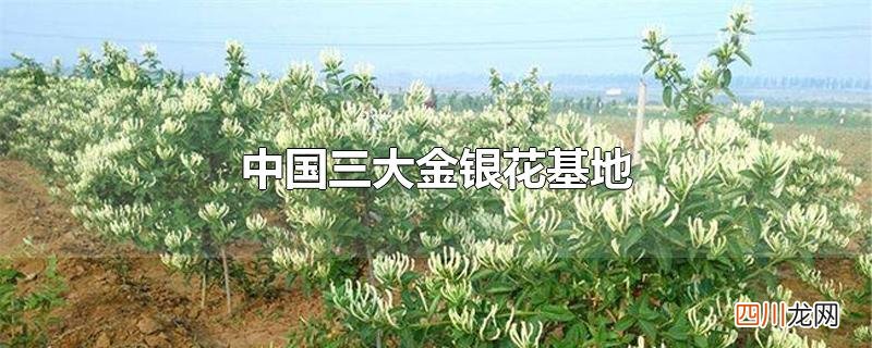 中国三大金银花基地
