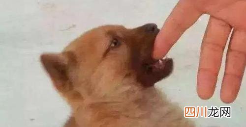 狗狗牙齿划破轻微出血 被自家打过疫苗的狗咬出血