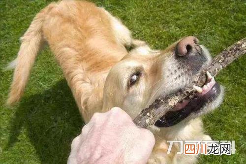 狗狗牙齿划破轻微出血 被自家打过疫苗的狗咬出血