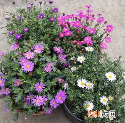 姬小菊盆栽买回来能换盆吗