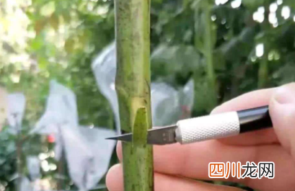 嫁接活的树什么时候可以撕膜