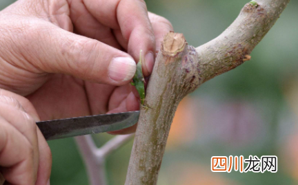 嫁接的季节什么时候好