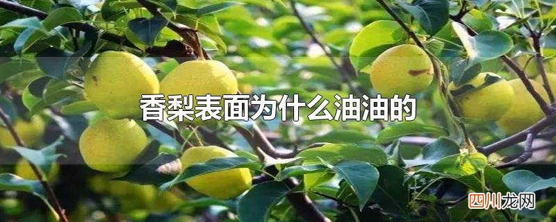 香梨表面为什么油油的