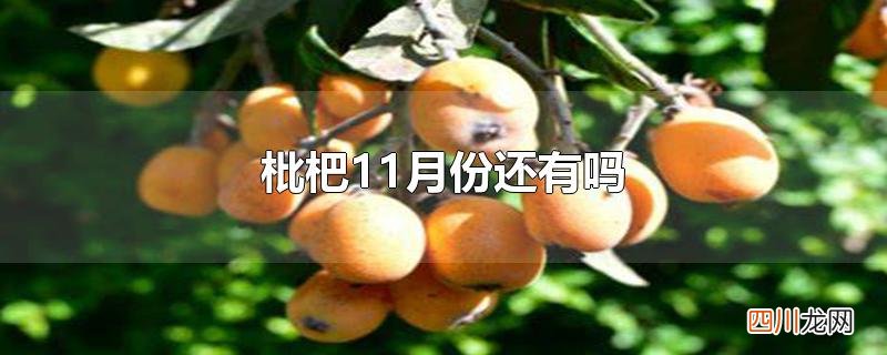 枇杷11月份还有吗