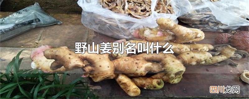 野山姜别名叫什么