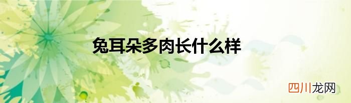 兔耳朵多肉长什么样
