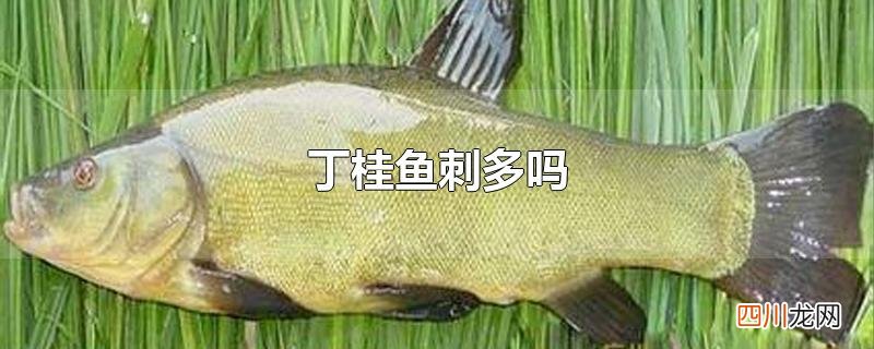 丁桂鱼刺多吗