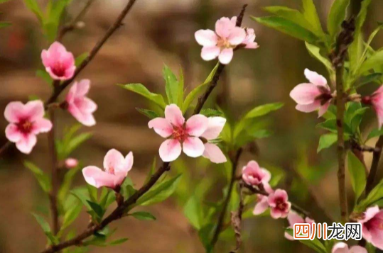 躲春一天都不能见阳光吗