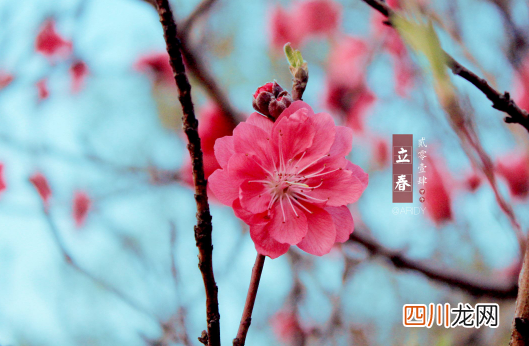 躲春可以和狗狗在一起吗