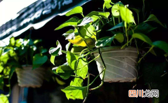 躲春早睡还是晚睡