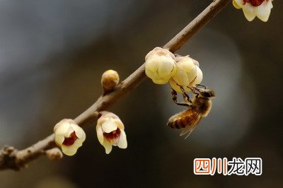 今年惊蛰是几号几点几分2022年？惊蛰适合种什么农作物？