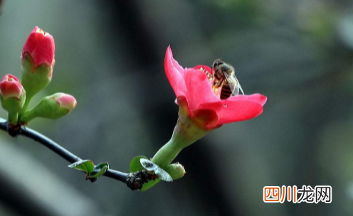 躲春的时候可以做针线活吗