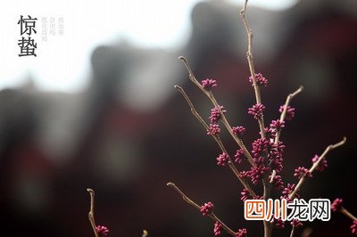 2022虎年惊蛰是吉利的好日子吗？二十四节气惊蛰的诗词