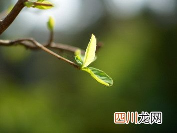 立春和春分的区别是什么？立春和开春是一个意思吗？