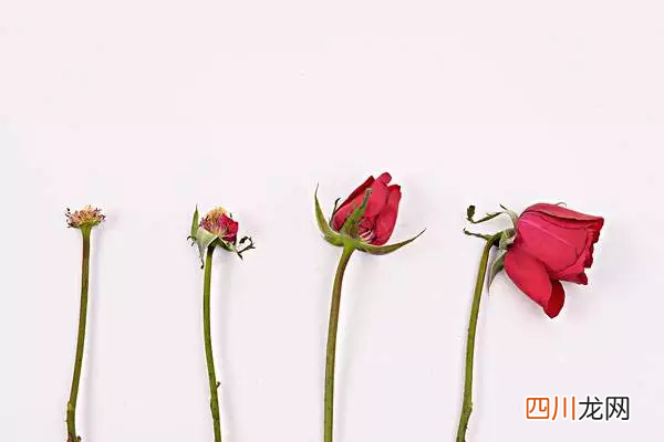“柏拉图式恋爱”到底是什么？ 什么是柏拉图式爱情