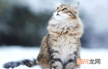 猫咪吐毛球要吐几天