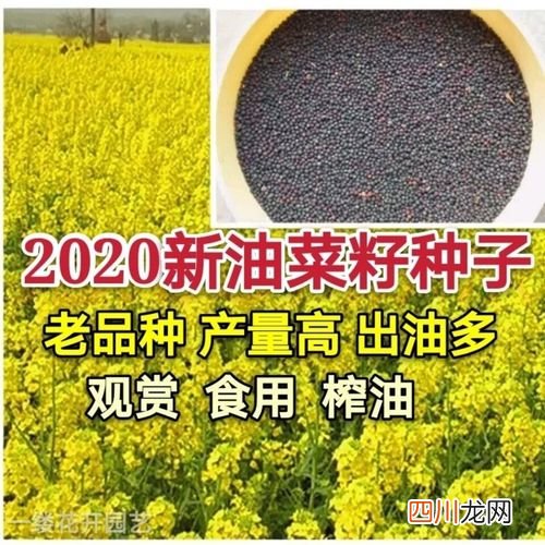 菜籽油出油率 菜籽出油率多少