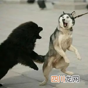内容易引起不适 微笑狗图片：恐怖的微笑狗原图