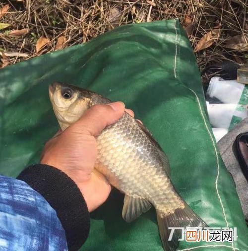 一整天什么时候最好钓鲫鱼？ 一天当中什么时候钓鲫鱼最好
