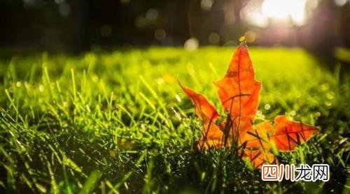 你是我眼中的苹果？ 你是我眼中的苹果