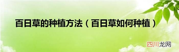 百日草如何种植 百日草的种植方法
