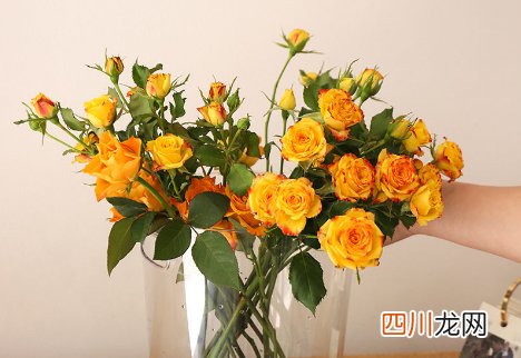 醒花可以多种花放一起吗