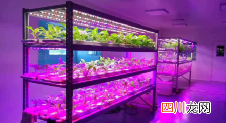 多肉补光灯每天什么时间用
