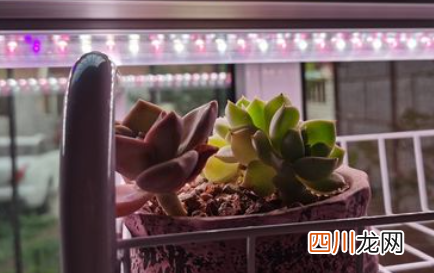 多肉补光灯每天什么时间用
