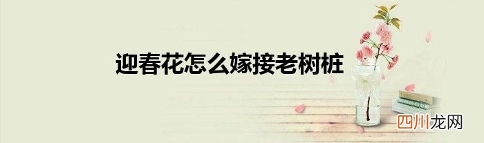 迎春花怎么嫁接老树桩