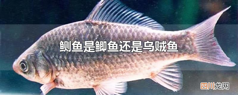 鲗鱼是鲫鱼还是乌贼鱼