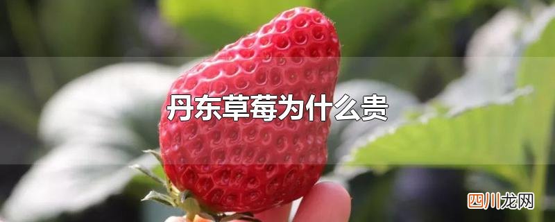 丹东草莓为什么贵