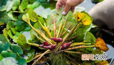 菱角煮几分钟