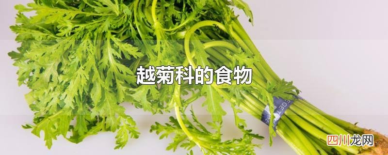 越菊科的食物