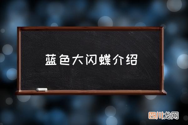 蓝色大闪蝶介绍 闪蝶品种介绍？